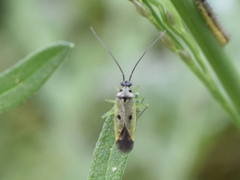 Ilnacora