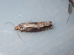 Epinotia maculana