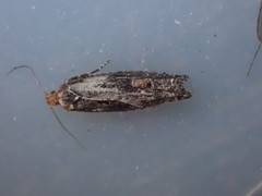 Epinotia maculana