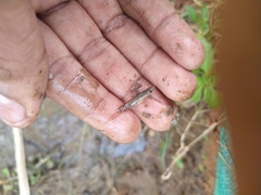 Aplocheilus lineatus