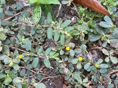 Portulaca oleracea