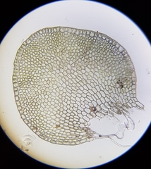 Solenostoma gracillimum