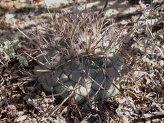 Coryphantha poselgeriana