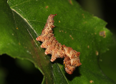 Falcaria lacertinaria