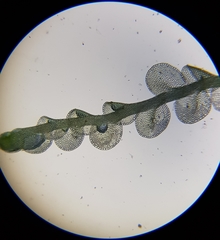 Solenostoma gracillimum