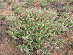 Indigofera oxytropis