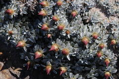 Helichrysum retortum
