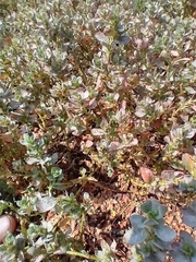 Polygonum achoreum