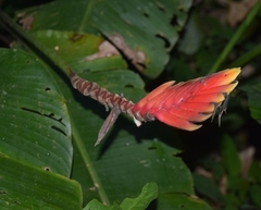 Heliconia episcopalis