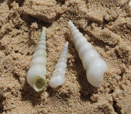 Mesalia mesal