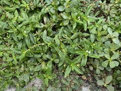 Oldenlandia corymbosa