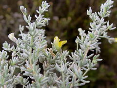 Aspalathus pedunculata