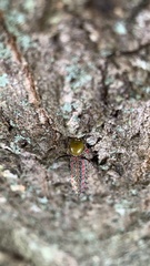 Anisota pellucida