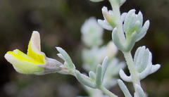 Aspalathus pedunculata