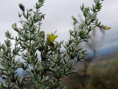 Aspalathus pedunculata