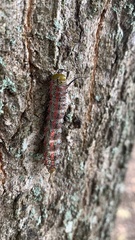 Anisota pellucida