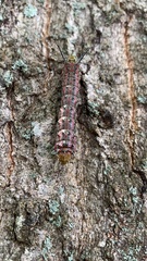 Anisota pellucida