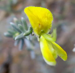 Aspalathus pedunculata