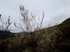 Aspalathus pedunculata