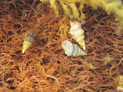 Cerithium crassilabrum