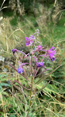 Chamaenerion angustifolium