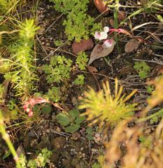 Crassula capensis capensis