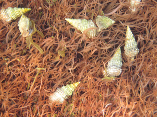 Caracol panal