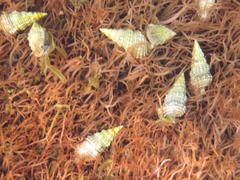 Cerithium crassilabrum