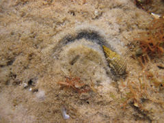 Cerithium crassilabrum