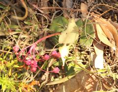 Crassula capensis capensis