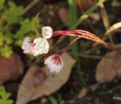Crassula capensis capensis