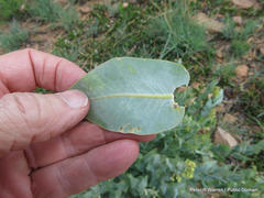 Gomphocarpus glaucophyllus