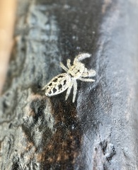 Metaphidippus siticulosus