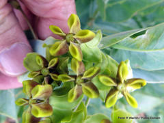 Gomphocarpus glaucophyllus