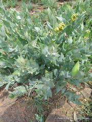 Gomphocarpus glaucophyllus