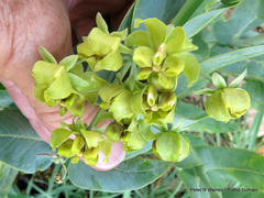 Gomphocarpus glaucophyllus