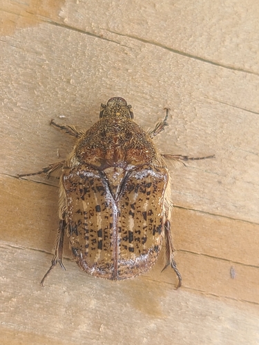 Bumble Flower Beetle photo 4