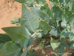 Gomphocarpus glaucophyllus