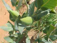 Gomphocarpus glaucophyllus