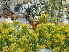 Speyeria coronis carolae