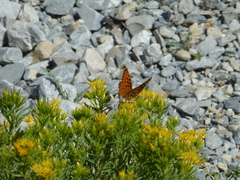 Speyeria coronis carolae