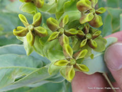 Gomphocarpus glaucophyllus