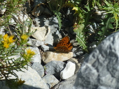Speyeria coronis carolae