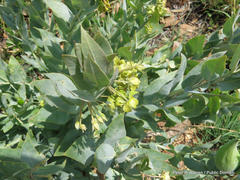 Gomphocarpus glaucophyllus