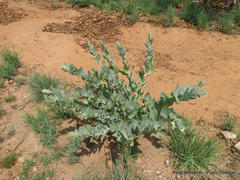 Gomphocarpus glaucophyllus