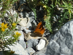 Speyeria coronis carolae