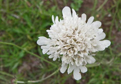 Scabiosa columbaria