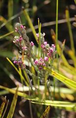 Amphithalea muraltioides