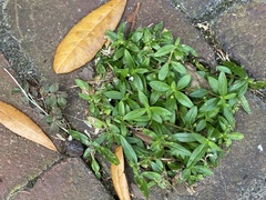 Oldenlandia corymbosa