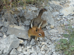 Callospermophilus lateralis certus